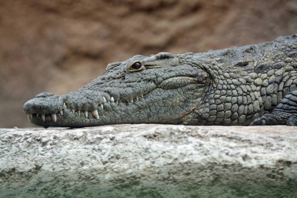 This photo available under a Creative Commons license shows a Nile crocodile. Crocodiles and alligators have little pressure-sensitive bumps along the edges of their jaws. These predators often lurk quietly in the water, with the snout at the waters surface. (Courtesy Photo / Leigh Bedford)