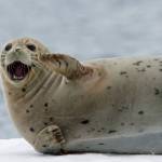Harbor seals have a face full of whiskers, which the seals use to follow hydrodynamic wakes left by prey fish; even a blind seal can track a fish this way, discriminating victims by size and shape and direction of movement.  (Courtesy Photo / Jos Bakker)