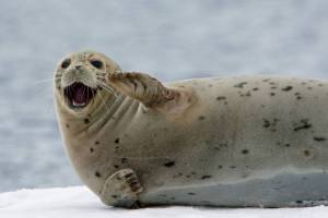 Harbor seals have a face full of whiskers, which the seals use to follow hydrodynamic wakes left by prey fish; even a blind seal can track a fish this way, discriminating victims by size and shape and direction of movement.  (Courtesy Photo / Jos Bakker)