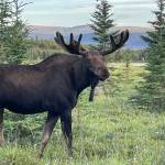 Moose such as this one, photographed this year near Whitehorse in the Yukon, may have been present in Alaska as long as people have. (Courtesy Photo /Ned Rozell.