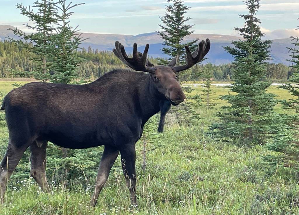 Moose such as this one, photographed this year near Whitehorse in the Yukon, may have been present in Alaska as long as people have. (Courtesy Photo /Ned Rozell.