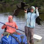 Molly Yazwinski holds a 3,000-year-old moose skull with antlers still attached, found in a river on Alaska’s North Slope. Her aunt, Pam Groves, steadies an inflatable canoe. (Courtesy Photo /Dan Mann)

 

2. A 14,000-year-old fragment of a moose antler, top left, rests on a sand bar of a northern river next to the bones of ice-age horses, caribou and muskoxen, as well as the horns of a steppe bison. Photo by Pam Groves.

 

3. Moose such as this one, photographed this year near Whitehorse in the Yukon, may have been present in Alaska as long as people have. Photo by Ned Rozell.