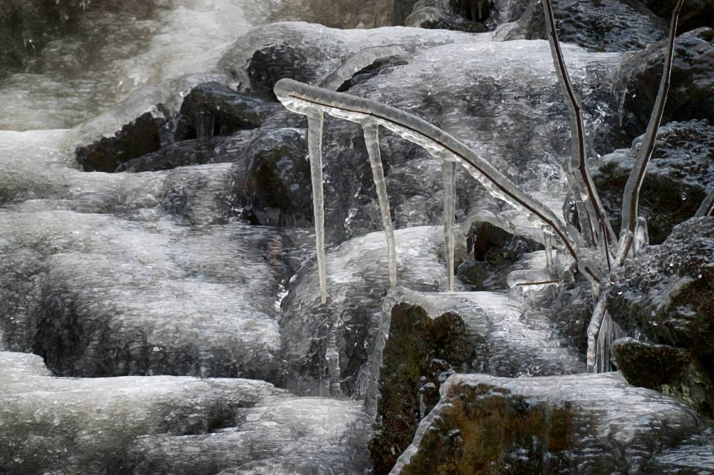 Branching out icicles from major ice flow, Auke Recreation Area. (Courtesy Photo / Kenneth Gill, gillfoto)