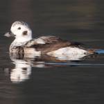 This photo shows a first winter long-tailed duck in Don D. Statter Harbor. (Courtesy Photo / Kenneth Gill, gillfoto)