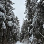 This photo shows a snowy New Years Eve scene on the Auk Nu Trail. (Courtesy Photo / Deana Barajas)