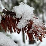 This photo was taken Dec. 31 along the Auk Nu Trail. (Courtesy Photo / Deana Barajas)