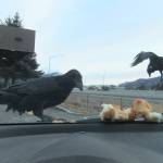 Glass stands between a raven and snacks. (Courtesy Photo / Gary Miller)