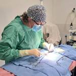 Juneau Animal Rescues in-house Veterinarian, Dr. Tracy Ward, performs the first public spaying procedure at JAR since 2014 on a female cat named Monte. In mid-November JAR reopened its doors to the public for its spay and neuter services. (Courtesy Photo / Samantha Blankenship)