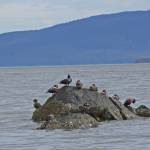 In the off-season, harlequins congregate near shore, males and females together. (Courtesy Photo / Bob Armstrong)