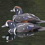 Male harlequins earn their name with their patchwork colors. (Courtesy Photo / Bob Armstrong)