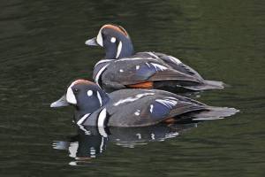 Male harlequins earn their name with their patchwork colors. (Courtesy Photo / Bob Armstrong)
