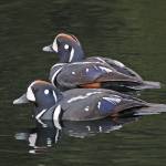 Courtesy Photos / Bob Armstrong 
Male harlequins earn their name with their patchwork colors.