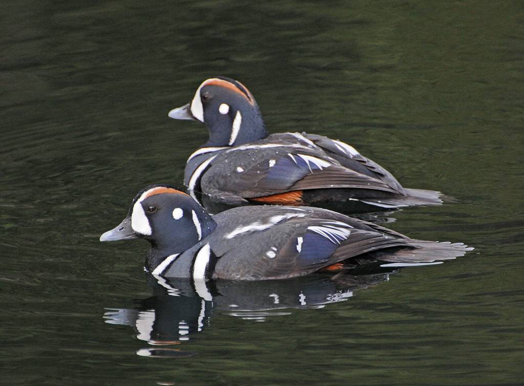 Courtesy Photos / Bob Armstrong 
Male harlequins earn their name with their patchwork colors.