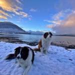 Kéet and Oscar wait patiently to play on the beach in winter in Wrangell. (Vivian Faith Prescott / For the Capital City Weekly)