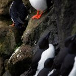 In this June 2008 photo, puffins sit above murrs on the cliff on St. Paul Island, Alaska. Arctic seabirds unable to find enough food in warmer ocean waters are just one sign of the vast changes in the polar region, where the climate is being transformed faster than anywhere else on Earth. An annual report, to be released Tuesday, Dec. 13, 2022 by U.S. scientists, also documents rising Arctic temperatures and disappearing sea ice. (AP File Photo / Al Grillo)
