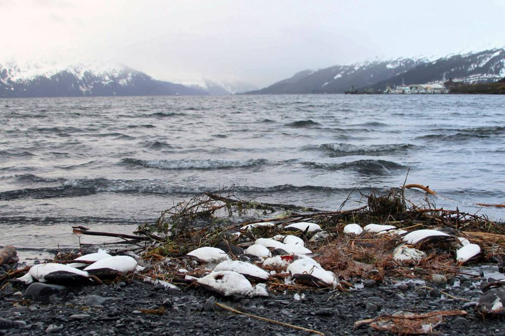 In this January 2016 phoyo, dead common murres lie washed up on a rocky beach in Whittier, Alaska. Arctic seabirds unable to find enough food in warmer ocean waters are just one sign of the vast changes in the polar region, where the climate is being transformed faster than anywhere else on Earth. An annual report, to be released Tuesday, Dec. 13, 2022 by U.S. scientists, also documents rising Arctic temperatures and disappearing sea ice. (AP File Photo / Mark Thiessen)