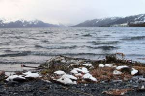 In this Thursday, Jan. 7, 2016 file photo, dead common murres lie washed up on a rocky beach in Whittier, Alaska. Arctic seabirds unable to find enough food in warmer ocean waters are just one sign of the vast changes in the polar region, where the climate is being transformed faster than anywhere else on Earth. An annual report, to be released Tuesday, Dec. 13, 2022 by U.S. scientists, also documents rising Arctic temperatures and disappearing sea ice. (AP Photo / Mark Thiessen File)