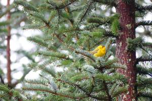 Wilson's warblers are sometimes seen in early winter (Courtesy Photo / Gus van Vliet photo)