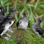 Parakeet auklets on a hillside of Buldir Island in the Aleutians. (Public domain photo / R. Dugan, U.S. Fish and Wildlife Service)