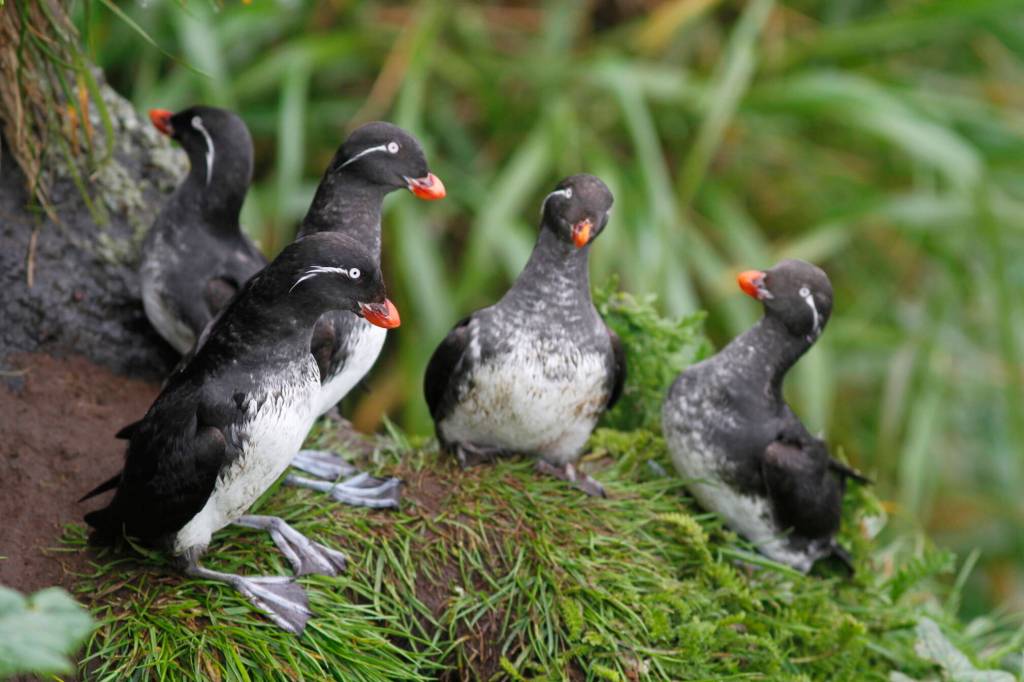 Parakeet auklets on a hillside of Buldir Island in the Aleutians. (Public domain photo / R. Dugan, U.S. Fish and Wildlife Service)