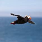 A tufted puffin in flight above Bogoslof Island in the Bering Sea. (Public domain photo / Ajay Varma, USGS)