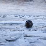 A seal pokes its head above the icy and waters at Don D. Statter Harbor on Sunday. National Weather Service Juneau sent out a special weather statement Sunday afternoon warning residents of Arctic air heading through the panhandle. (Ben Hohenstatt / Juneau Empire)