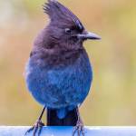 Coastal Stellers jays have a blue forehead mark (Courtesy Photo / Kerry Howard )
