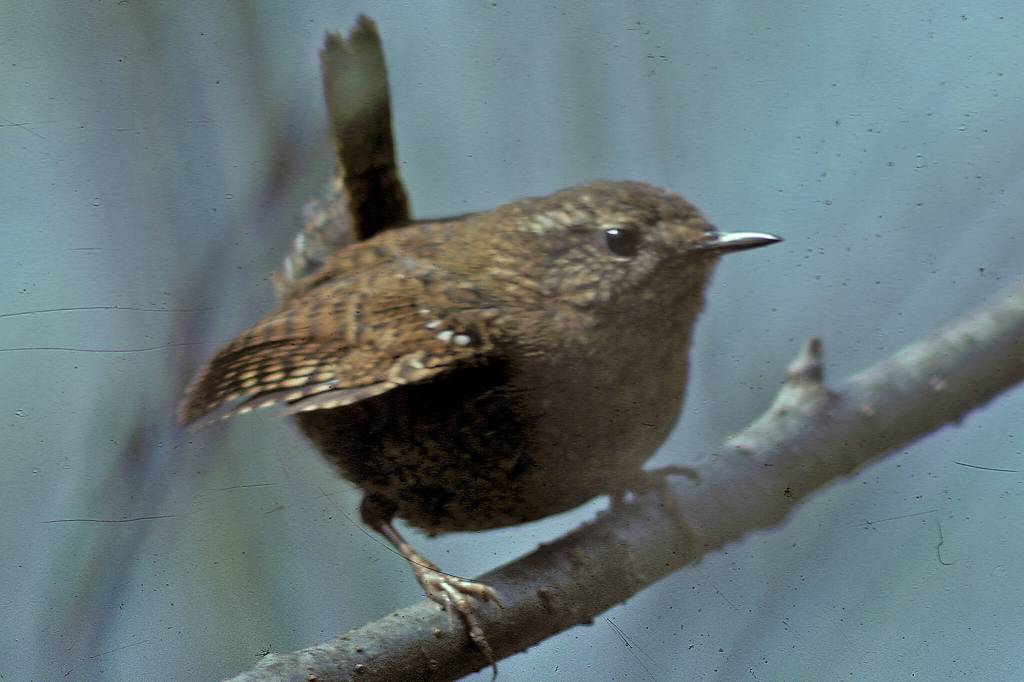 Pacific wrens were formerly included with winter wrens, but are now considered to be a separate species (Courtesy Photo / Bob Armstrong)