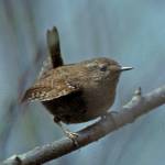 Pacific wrens were formerly included with winter wrens, but are now considered to be a separate species (Courtesy Photo / Bob Armstrong)