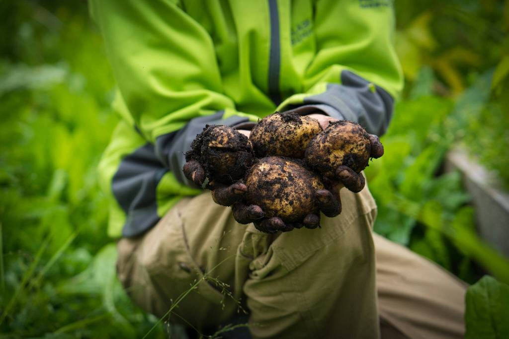 Bethany Sonsini Goodrich / Sustainable Southeast Partnership 
Gardening, composting, and farming efforts are among some of the widespread focus areas for the USDAs Southeast Alaska Sustainability Strategy and the Sustainable Southeast Partnership, helping to build food security where much of the food currently is barged or flown in.