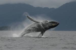 A humpback whale breaches near Juneau. (Heidi Pearson/ NOAA/NMFS)