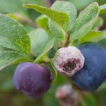 Courtesy Photo / Matt Goff, sitkanature.org/photojournal 
This photo shows a so-called mummy berry. The best-studied type of Monilinia attacks a blueberry species that is native to eastern North America but is also widely cultivated (e.g., in Pacific Northwest and British Columbia). writes Mary F. Willson. When Monilinia vaccinii-corymbosi infests Vaccinium corymbosum, the vegetative parts are blighted and the fruits become hard, wizened mummy berries. 