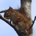 A squirrel with multiple ticks sits in a tree near the Mendenhall Glacier in September 2021. Ticks are among the observable impacts of climate change in Alaska, according to Mary F. Willson, as the warming climate brings other biological changes, including the northward spread of ticks, which has been well-documented in Eurasia and North America. (Ben Hohenstatt / Juneau Empire File)