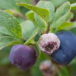 This photo shows a so-called "mummy berry." "The best-studied type of Monilinia attacks a blueberry species that is native to eastern North America but is also widely cultivated (e.g., in Pacific Northwest and British Colubmia)." writes Mary F. Willson. "When Monilinia vaccinii-corymbosi infests Vaccinium corymbosum, the vegetative parts are blighted and the fruits become hard, wizened 'mummy berries.'" (Courtesy Photo / Matt Goff, sitkanature.org/photojournal)