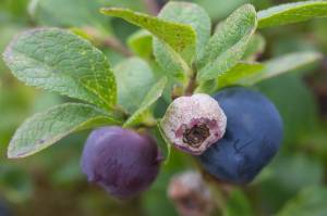 This photo shows a so-called "mummy berry." "The best-studied type of Monilinia attacks a blueberry species that is native to eastern North America but is also widely cultivated (e.g., in Pacific Northwest and British Colubmia)." writes Mary F. Willson. "When Monilinia vaccinii-corymbosi infests Vaccinium corymbosum, the vegetative parts are blighted and the fruits become hard, wizened 'mummy berries.'" (Courtesy Photo / Matt Goff, sitkanature.org/photojournal)