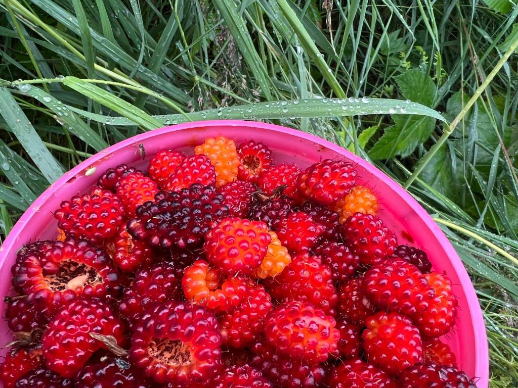 Picking salmonberries in a rainy summer in Wrangell. (Vivian Faith Prescott / For the Capital City Weekly)