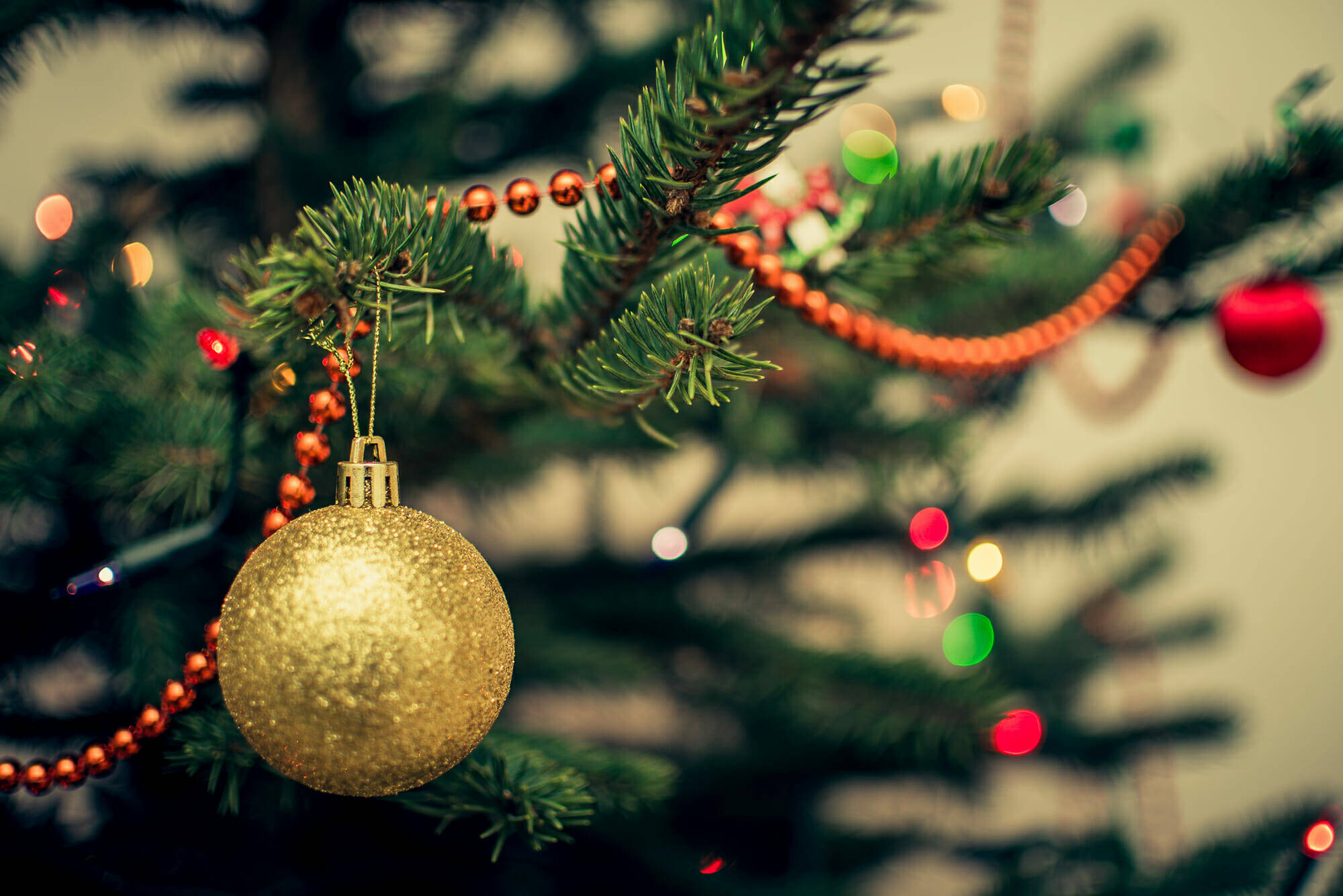 Free your tree after the holidays: CBJ offers free holiday tree ...