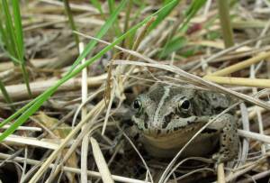 A wood frog pauses in the forest just off the Yukon River near the mouth of the Nation River. (Courtesy Photo / Ned Rozell)