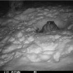 Courtesy Photo / Jos Bakker
A trail cam photo shows a beaver emerging from its snowy lodge and went foraging for branches in December.