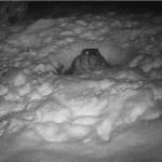 A trail cam photo shows a beaver emerging from its snowy lodge and went foraging for branches in December (Courtesy Photo / Jos Bakker)