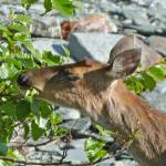 A deer eats alder leaves (Courtesy Photo / Bob Armstrong)