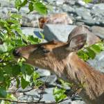 A deer eats alder leaves (Courtesy Photo / Bob Armstrong)