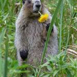 A hoary marmot nibbles a dandelion (Courtesy Photo / Jos Bakker)