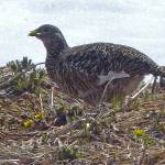 A female rock ptarmigan eats Cooleys buttercups. (Courtesy Photo / Bob Armstrong)