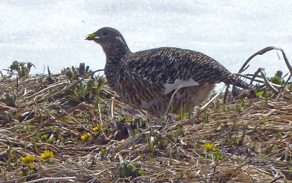 A female rock ptarmigan eats Cooleys buttercups. (Courtesy Photo / Bob Armstrong)