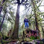 Screenshot from YouTube video by Sealaska Corp. 
Mitchell Haldane, Sealaskas carbon offset administrator, surveys forest land owned by the Juneau-based Alaska Native corporation that has earned more than $100 million since 2016 by putting the property into Californias carbon credits markets, which is paying to keep the land unharvested for 100 years.