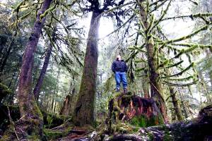 Mitchell Haldane, Sealaskas carbon offset administrator, surveys forest land owned by the Juneau-based Alaska Native corporation that has earned more than $100 million since 2016 by putting the property into Californias carbon credits markets, which is paying to keep the land unharvested for 100 years. (Screenshot from YouTube video by Sealaska Corp.)
