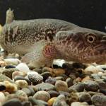 An Alaska blackfish that once lived in a tank at the Fairbanks office of the Alaska Department of Fish and Game. (Courtesy Photo / Ned Rozell)