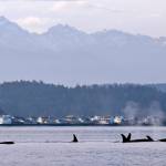 In this Jan. 18, 2014, file photo, endangered orcas swim in Puget Sound and in view of the Olympic Mountains just west of Seattle, as seen from a federal research vessel that has been tracking the whales. (AP Photo / Elaine Thompson File)