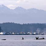 In this Jan. 18, 2014, file photo, endangered orcas swim in Puget Sound and in view of the Olympic Mountains just west of Seattle, as seen from a federal research vessel that has been tracking the whales. (AP Photo / Elaine Thompson File)